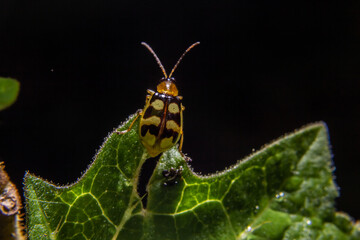Macrofotografia de um besouro em folha verde com fundo preto.
