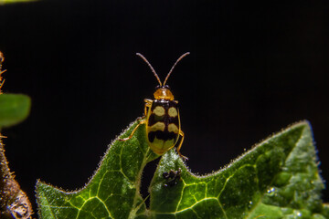 Macrofotografia de Joaninha em folha com fundo preto.