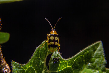 Macrofotografia de Joaninha em folha verde.