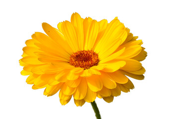 Calendula Flower In White Back Ground