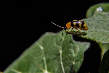 Close up de Joaninha em folha verde com fundo preto.