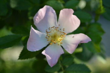 pink rose flower