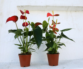 Anthurium in the flowerpot.  Anthurium flower is a heart-shaped flower. Flamingo flowers or Boy...