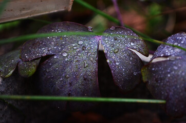 rain drops on a purple flower