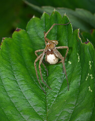 spider on a leaf