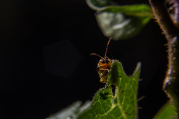 Joaninha amarela em folha verde com fundo preto.