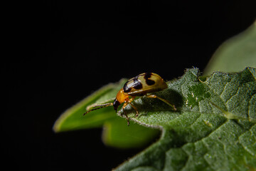 Joaninha em folha verde com fundo preto.