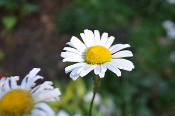 Fototapeta premium daisy in a garden