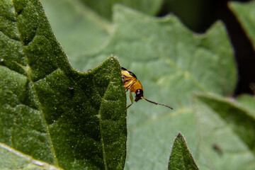 Besouro amarelo em folha verde com fundo de folhas.