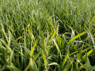 Obraz premium spring season abstract natural background of green rice farm close up with water drop . grass with water drops .