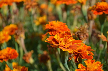 orange and yellow flowers