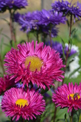 pink and yellow flowers