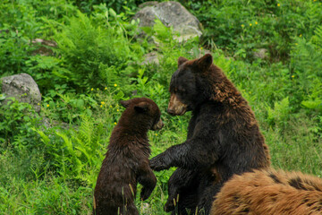 Cinnamon Coloured Black Bear, Cub and Mother Playfighting © Maxime Rene