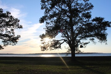 Fototapeta premium tree at sunset
