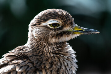 Bush Stone-curlew or Bush Thick-knee (Burhinus grallarius)