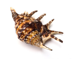 seashell with spines Common lambis Lambis lambis, on a white background
