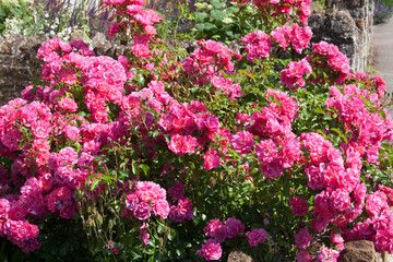 A French Rose plant with many pink roses in full bloom