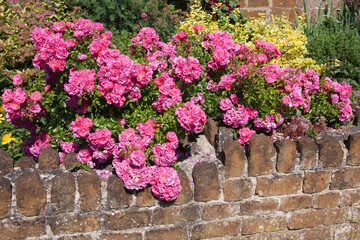 Fototapeta na wymiar Provence roses growing over an old stone garden wall, also known as French Rose