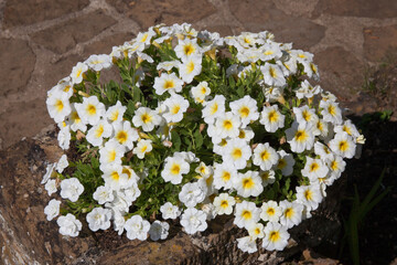 A Sage leaved Rock Rose plant which is a species of Rock Rose
