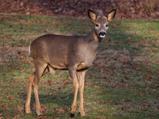 Naklejka na ściany i meble Roe deer doe in the park