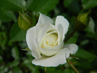 white rose closeup