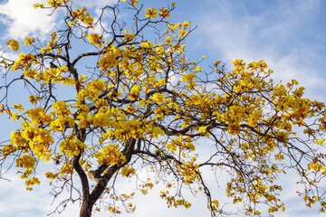 Yellow Ypê
