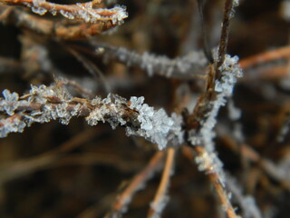 frost on the branches