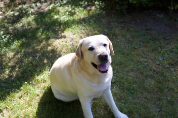sweet white labrador retriever in garden