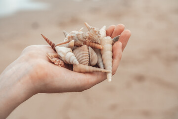 Beautiful Exotic Shells In Women Hand