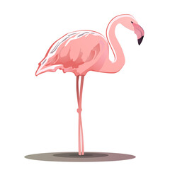 Vector Illustration of pink flamingo on white background
