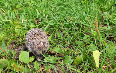 Little hedgehog in the green grass.  Wildlife concept. Scientific name: Erinaceus europaeus. Landscape, horizontal.