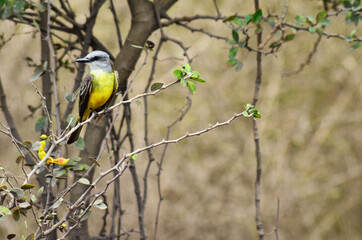 Naklejka premium detalle de pajaro sobre ramas, pajaro amarillo sobre ramas, retrato de pajaro 