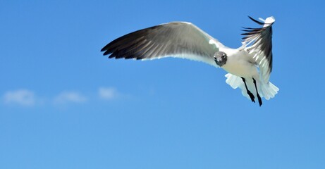 gaviota volando, detalle de gaviota volando, cielo azul, laridae