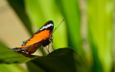 Fototapeta na wymiar detalle de mariposa, acercamiento a mariposa, close up mariposa