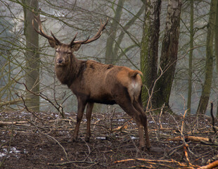 Hirsch im Wald