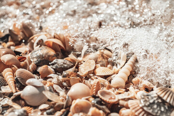 beautiful shell beach. texture pattern

