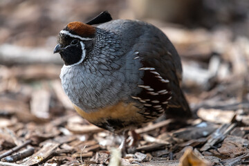 Male Gambel's Quail (Callipepla gambelii)
