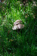 Mushrooms in the Grass