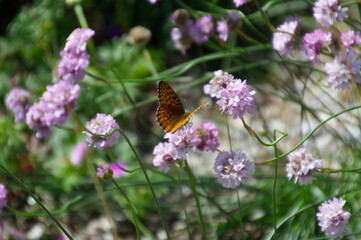 Butterfly on a Flower