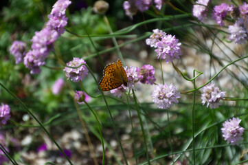 Butterfly on a Flower