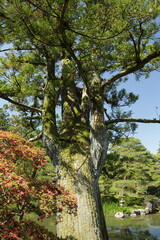 Obraz premium 京 桂 20150511 