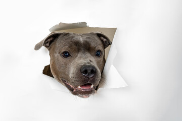 dog staffordshire terrier close up. The head of funny peeps out through a hole on a white torn...