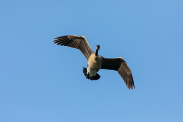 Canada goose in flight.Natural scene from Wisconsin.