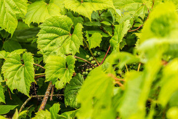 Unripe wild grapes growing  in the forest