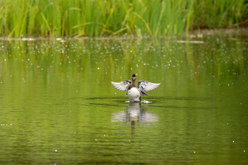 The hooded merganser on small forest lake