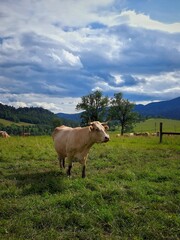 A cow is walking in a mountain pasture