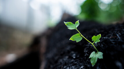 shoots of young plants grow on charcoal
