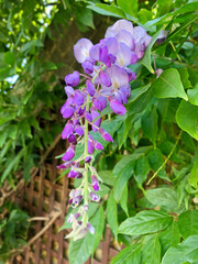 purple wisteria flowers in the garden