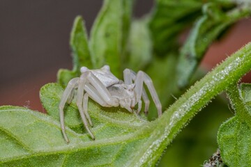 Specimen of white crab spider - Thomisus onustus Thomisidae