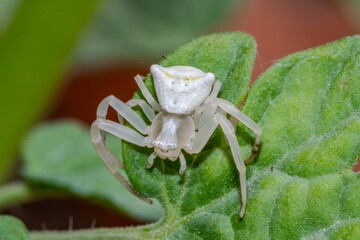 Specimen of white crab spider - Thomisus onustus Thomisidae